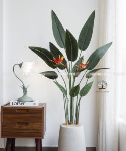 Cây Thiên Điểu Giả Cao 1,5m