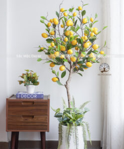 Cây Chanh Mỹ Giả  Cao 1,5m