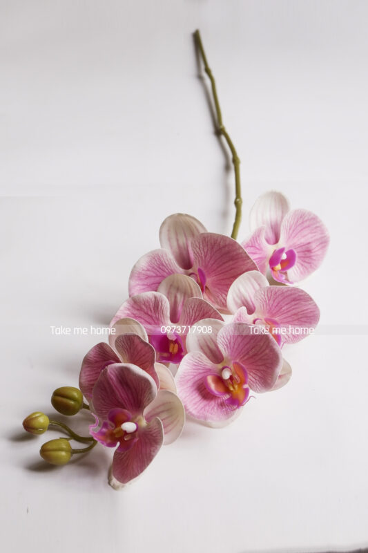 Hoa Lan Màu Hồng Đậm, Hồng nhạt, Trắng, Vàng - Ảnh 3