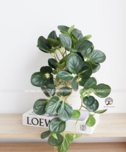 Cây Lá Rũ Mini 03