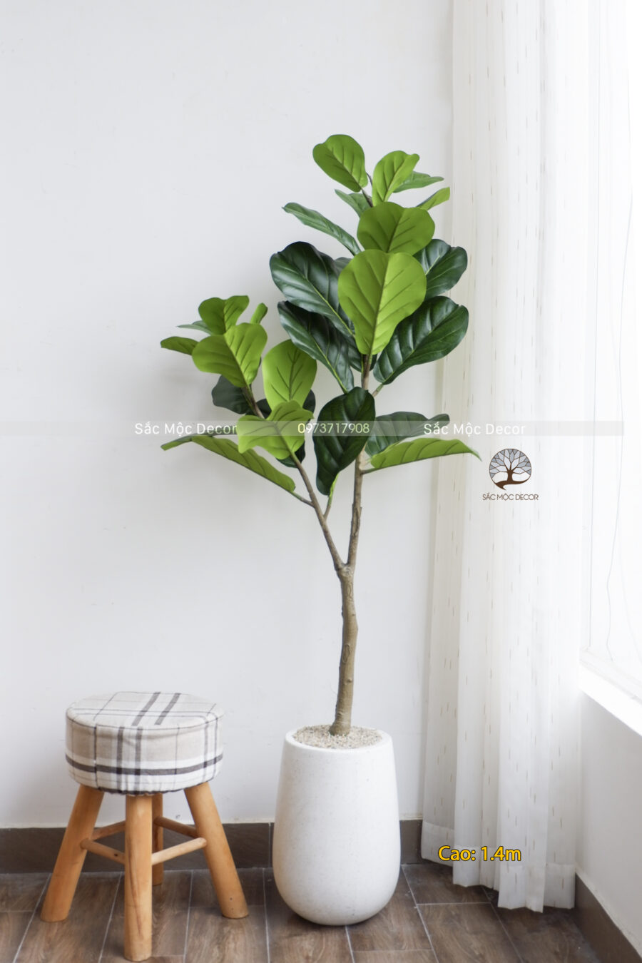 Cây Bàng Sing Giả Cao 1,4 m