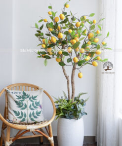 Cây Chanh Mỹ Giả Cao 1,6m