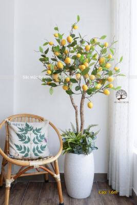 Cây Chanh Mỹ Giả Cao 1,6m