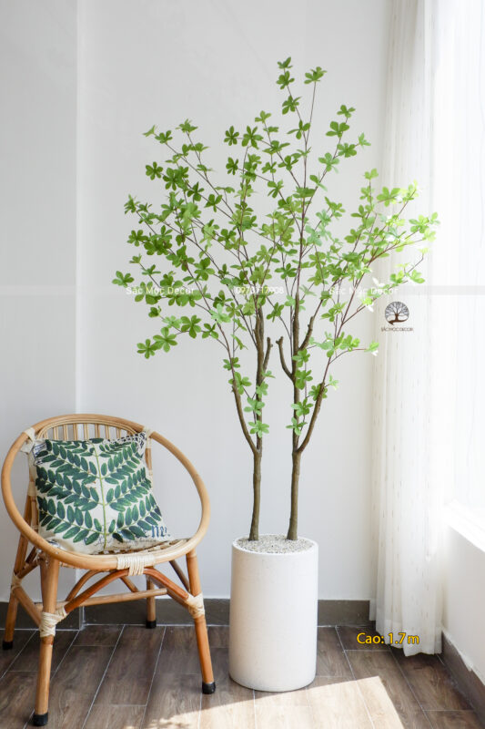 Cây Thạch Nam Giả Cao 1,7m