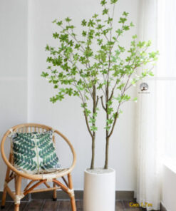 Cây Thạch Nam Giả Cao 1,7m