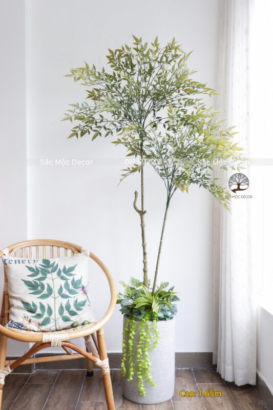 Cây Nam Thiên Trúc Phối Vườn  Giả Cao 1,65m