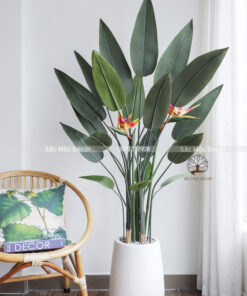 Cây Thiên Điểu Giả Cao 1,7m