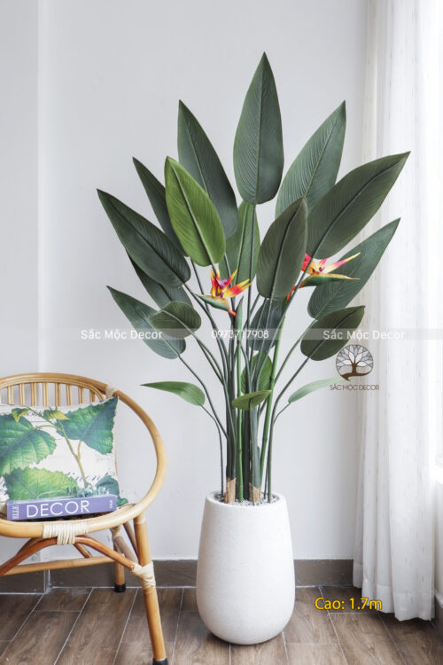 Cây Thiên Điểu Giả Cao 1,7m