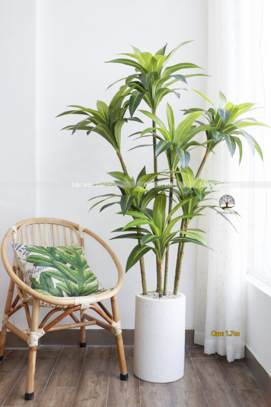 Cây Phát Tài Hoàng Kim Giả Cao 1,7m