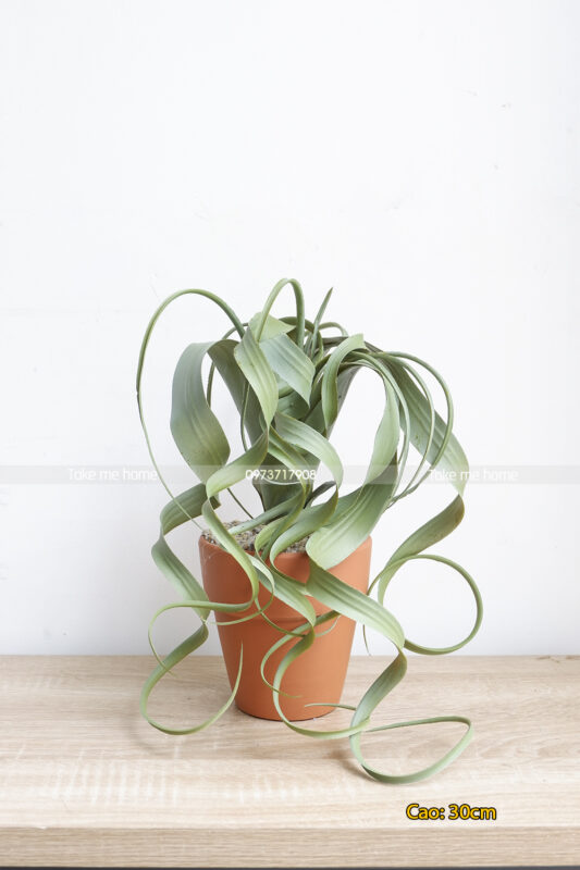 Cây Dứa Giả Để Bàn Cao 30cm
