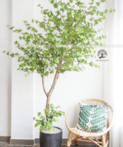 Cây Thạch Nam Giả  Cao 2.3m