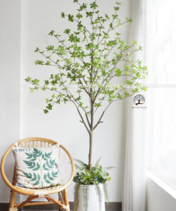 Cây Thạch Nam Giả Cao 1.8m