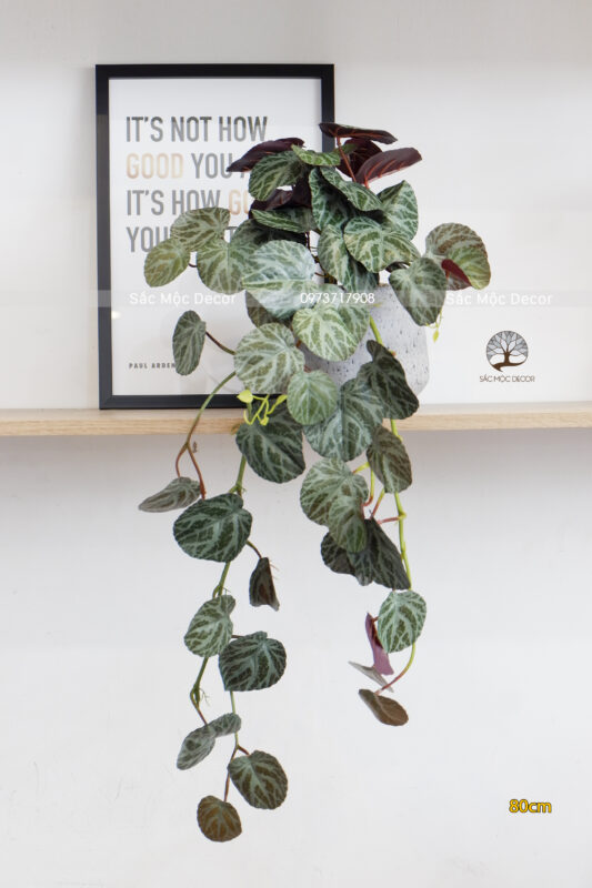 Chậu Thu Hải Đường Leo Giả 80cm