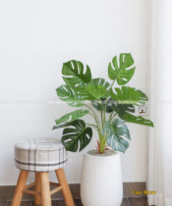 Cây Trầu Bà Lá Xẻ Giả Cao 90cm