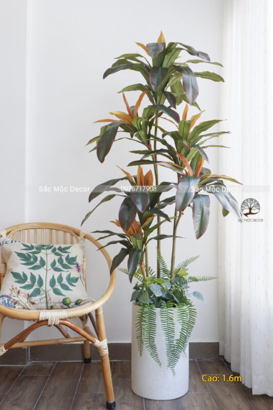 Cây Huyết Dụ Đỏ Giả Cao 1,6m