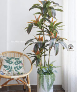 Cây Huyết Dụ Đỏ Giả Cao 1,6m