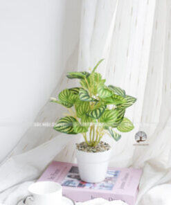 Cây Lá Sọc Vàng Giả Cao 25cm
