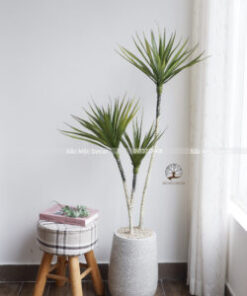 Cây Phất Dụ Rồng Giả Cao 1.3m
