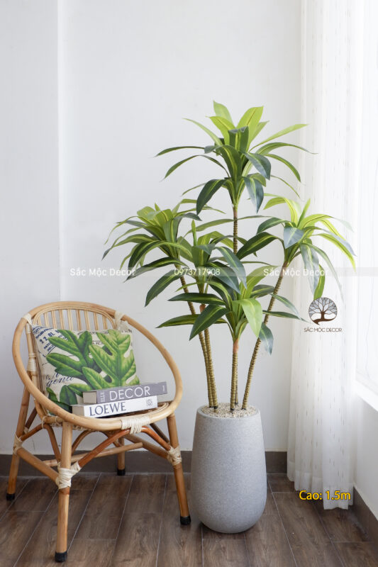 Cây Phát Tài Hoàng Kim Giả Cao 1,5m
