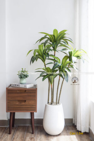 Cây Phát Tài Hoàng Kim Giả Cao 1,4m