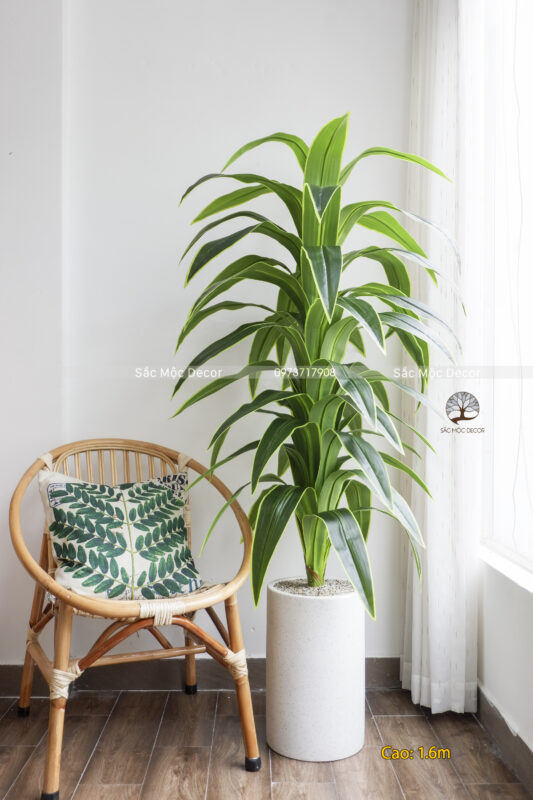 Cây  Phát Tài Sọc Vàng Giả Cao 1,6m