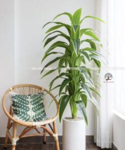 Cây  Phát Tài Sọc Vàng Giả Cao 1,6m