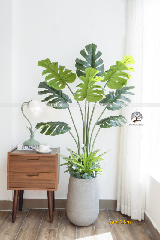 Cây Trầu lá Xẻ Bà Giả Cao 1,5m