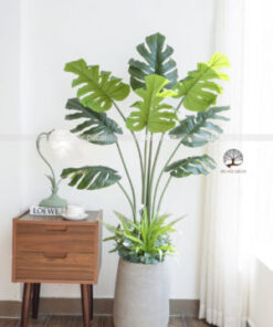 Cây Trầu lá Xẻ Bà Giả Cao 1,5m
