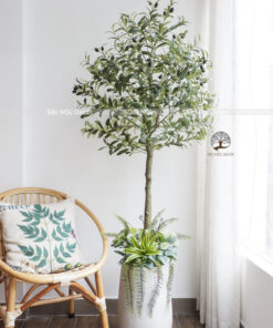 Cây Ôliu Giả Phối Vườn Cao 1.65m