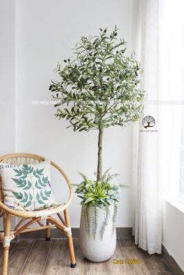 Cây Ôliu Giả Phối Vườn Cao 1.65m