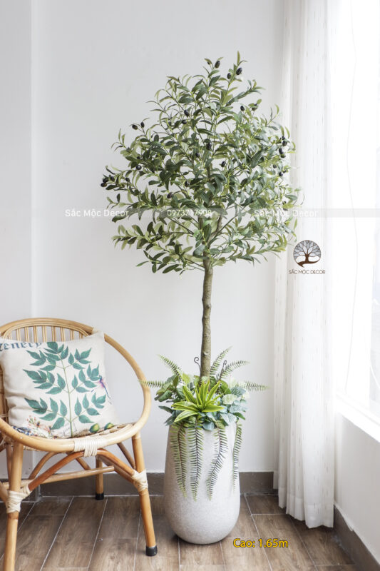 Cây Ôliu Giả Phối Vườn Cao 1.65m