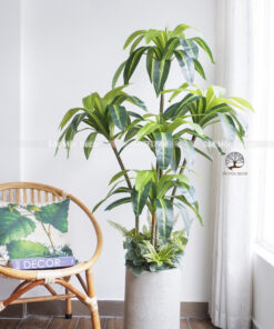 Cây Phát Tài Hoàng Kim Giả Cao 1,55m