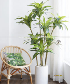 Cây Phát Tài Hoàng Kim Giả Cao 1,7m