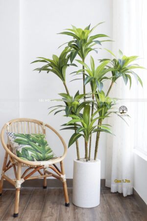 Cây Phát Tài Hoàng Kim Giả Cao 1,7m