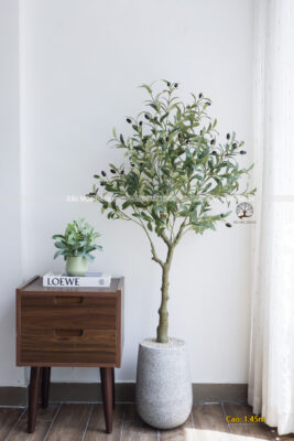 Cây Ôliu Giả  Cao 1.4m