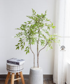 Cây Nam Thiên Trúc  Giả Cao 1,3m