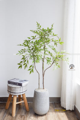 Cây Nam Thiên Trúc  Giả Cao 1,3m