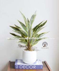 Chậu Lưỡi Hổ Giả Để Bàn Cao 50cm