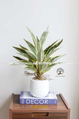 Chậu Lưỡi Hổ Giả Để Bàn Cao 50cm