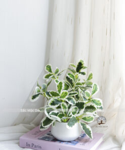 Chậu Cẩm Thạch Giả Để Bàn Cao 24cm