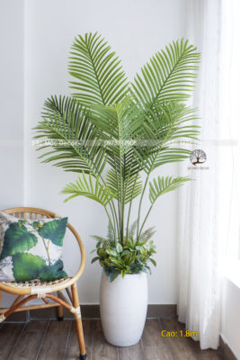 Cây Cau Nhật Giả 1,8m