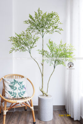 Cây Nam Thiên Trúc  Giả Cao 1,8m