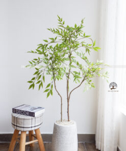 Cây Nam Thiên Trúc  Giả Cao 1,3m