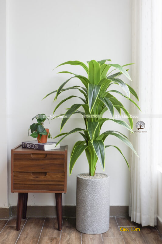 Cây  Phát Tài Sọc Vàng Giả Cao 1,3m