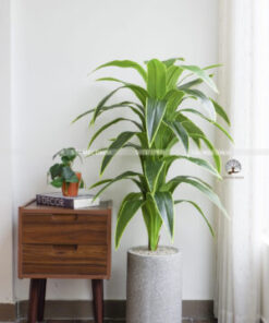 Cây  Phát Tài Sọc Vàng Giả Cao 1,3m