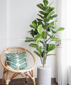 Cây Bàng Sing Giả 7 Nhánh Cao 1,6 m