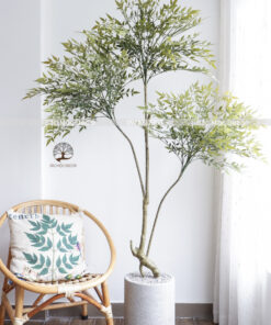 Cây Nam Thiên Trúc  Giả Cao 1,8m