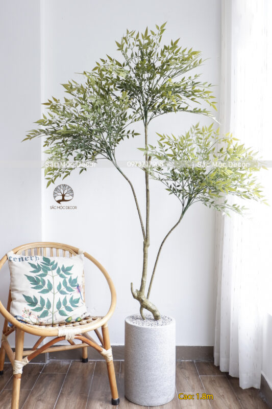 Cây Nam Thiên Trúc  Giả Cao 1,8m