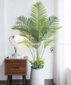 Cây Cau Nhật Giả 1,6m