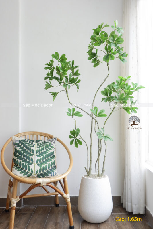 Cây Ngũ Gia Bì Giả Cao 1.65m
